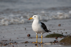 Larus belcheri
