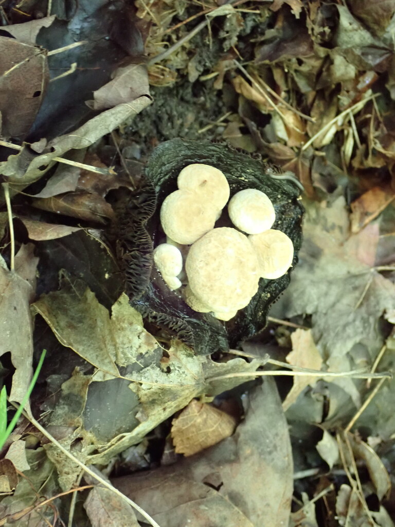 Powder Cap · July 2026 · photo: Photo: (c) Loopy30, some rights reserved (CC BY-SA) · iNaturalist