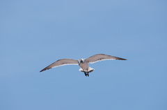 Leucophaeus pipixcan