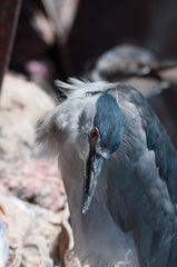 Nycticorax nycticorax