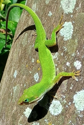 Anolis carolinensis observed 2026-07-19