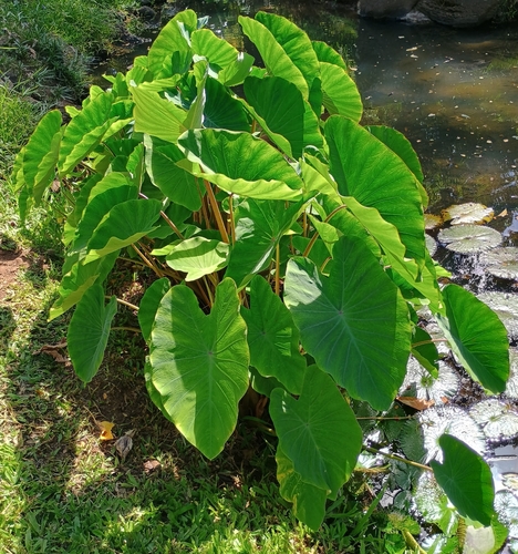 Colocasia esculenta observed 2026-07-19