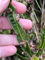 Baccharis genistelloides, photograph author not stated, no rights reserved