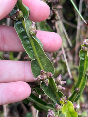 Baccharis genistelloides, photograph author not stated, no rights reserved