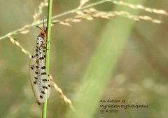 Myrmeleon erythrocephalus