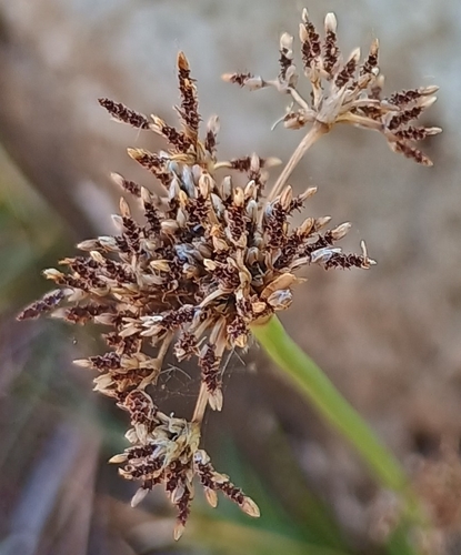 Fimbristylis cymosa observed 2026-07-19