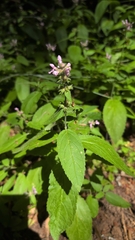 Stachys rigida, photograph (c) Conquest, some rights reserved (CC BY)