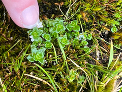 Clinopodium nubigenum, photograph author not stated, no rights reserved