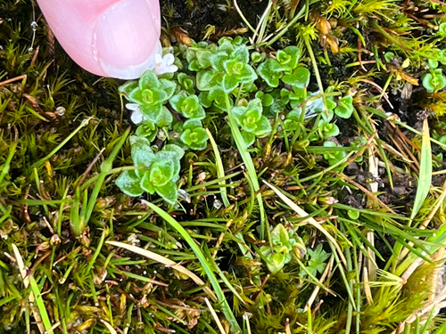 Clinopodium nubigenum, photograph 5