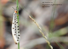 Myrmeleon erythrocephalus