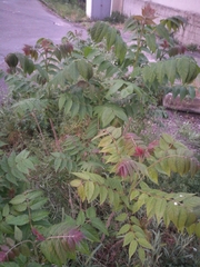 Ailanthus altissima