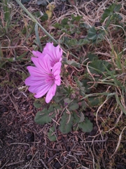 Malva sylvestris