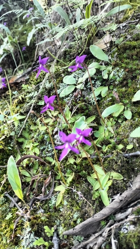 Pinguicula orchidioides