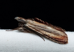 Cucullia convexipennis