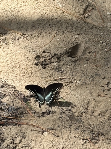Spicebush Swallowtail