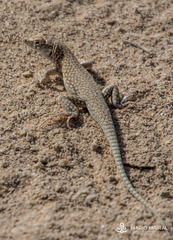 Acanthodactylus schmidti