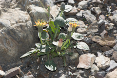 Crepis pygmaea