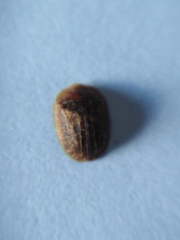 Hypocassida subferruginea