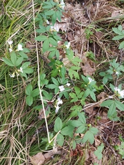 Cardamine altaica