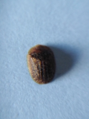 Hypocassida subferruginea