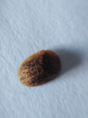 Hypocassida subferruginea