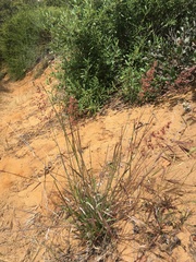 Melinis repens repens