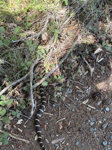 iNaturalist observation photo of California King Snake