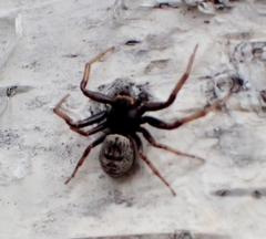 Coriarachne depressa