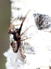 Coriarachne depressa