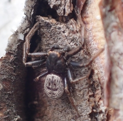 Coriarachne depressa