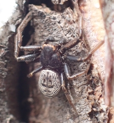 Coriarachne depressa