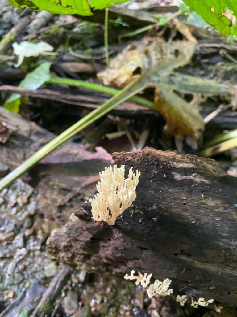 crown-tipped coral fungus · July 2026 · photo: Photo: no rights reserved · iNaturalist