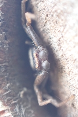 Coriarachne depressa