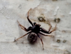 Coriarachne depressa