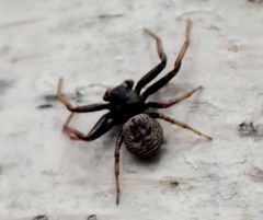 Coriarachne depressa