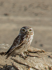 Athene noctua lilith