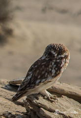 Athene noctua lilith