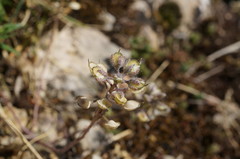 Alyssum smyrnaeum