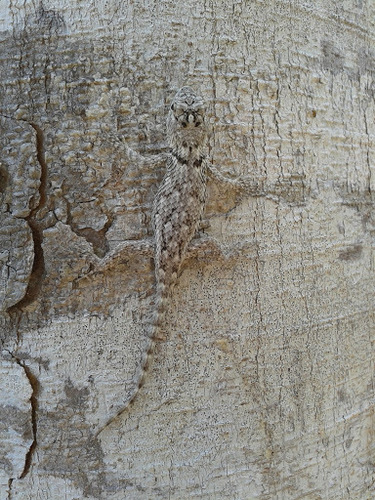 Sceloporus lundelli