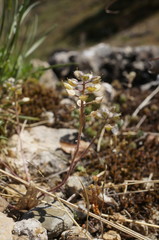 Alyssum smyrnaeum