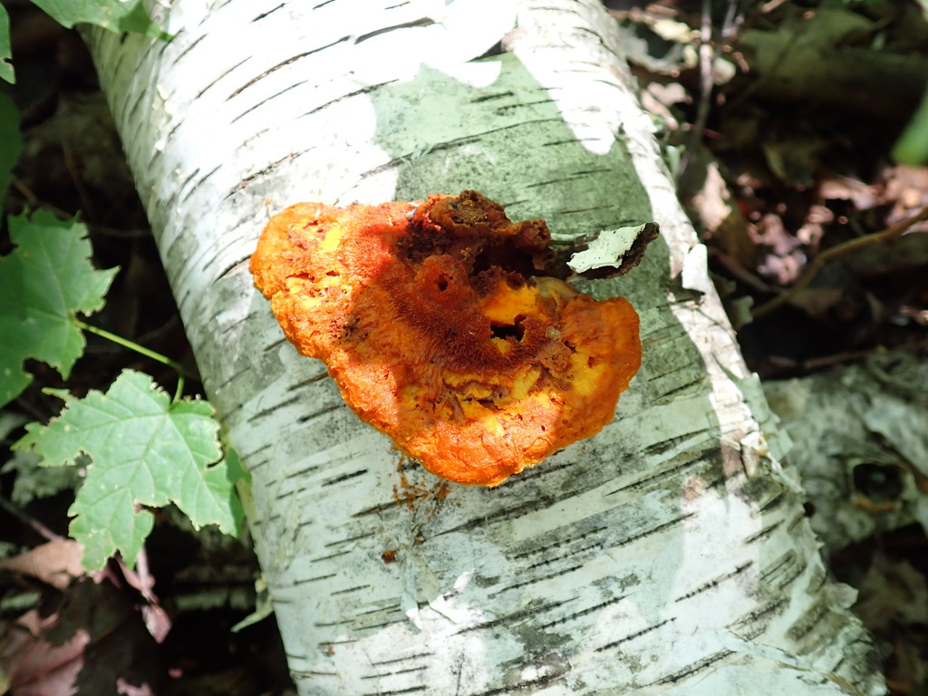 Pycnoporellus fulgens · July 2026 · photo: Photo: (c) Loopy30, some rights reserved (CC BY-SA) · iNaturalist
