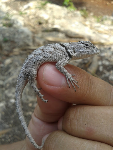 Lundell's Spiny Lizard