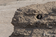 Athene noctua lilith