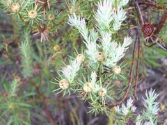 Leucadendron