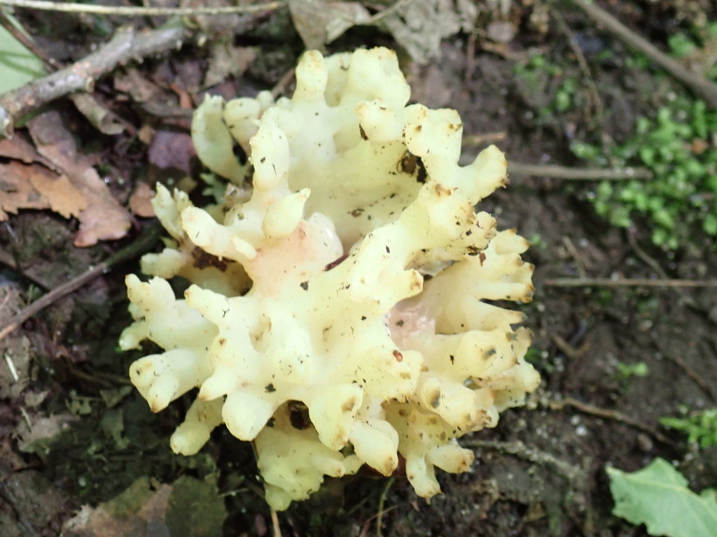 white coral jelly fungus · July 2026 · photo: Photo: (c) Loopy30, some rights reserved (CC BY-SA) · iNaturalist