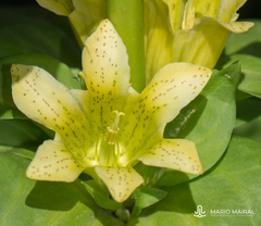 Gentiana burseri