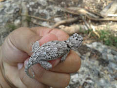 Sceloporus lundelli
