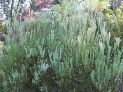 Leucadendron
