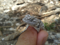 Sceloporus lundelli