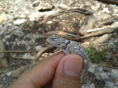 Sceloporus lundelli